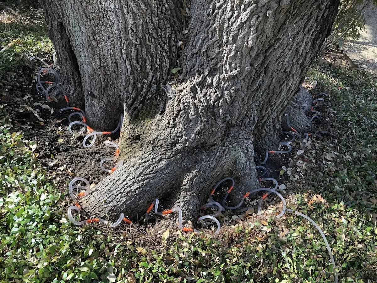 Detailed Tree Cabling and Bracing job site in Blountville