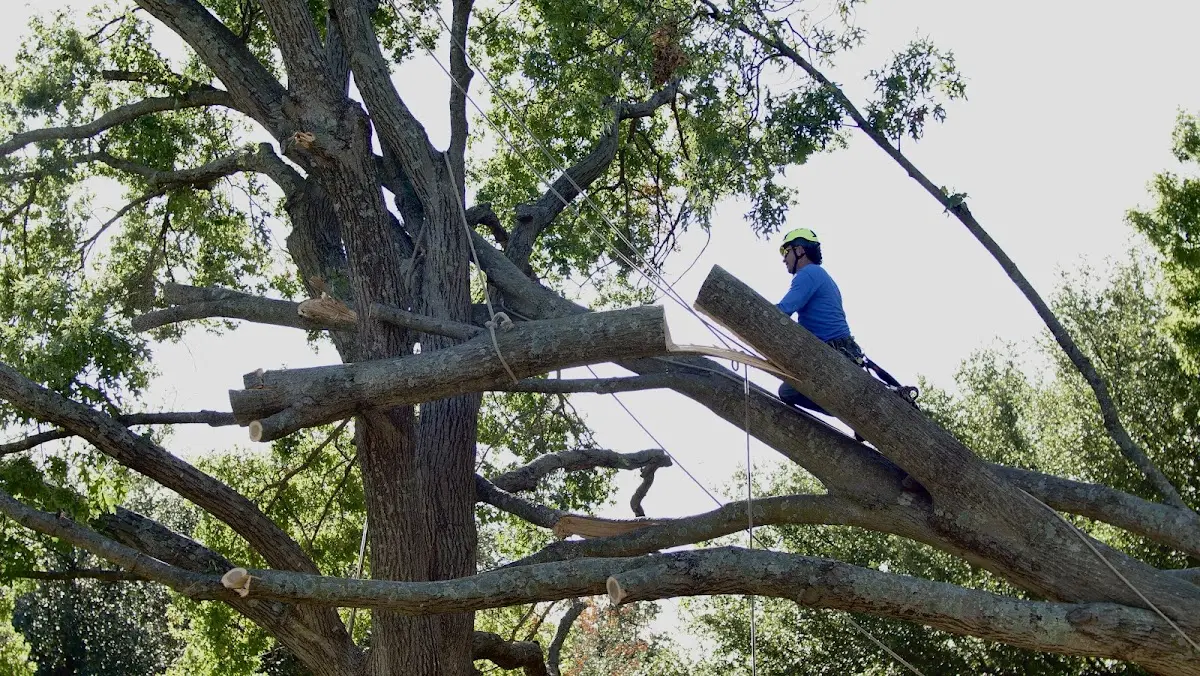 Professional Crown Thinning performed by certified arborists in Blountville